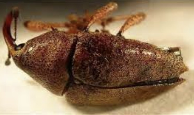 Pineapple Weevil Fact Sheet